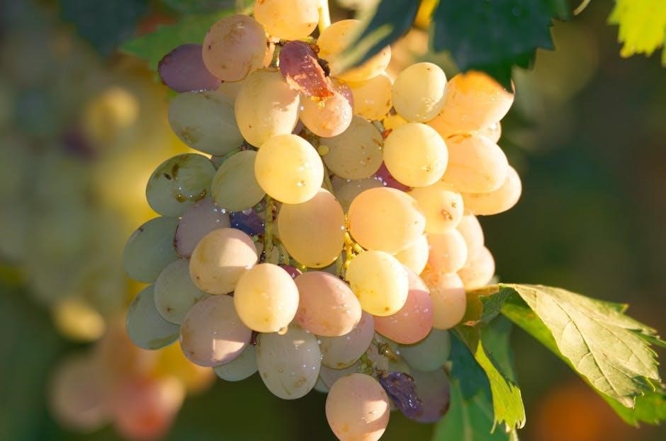 an idiots guide to wine